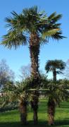 Trachycarpus fortunei